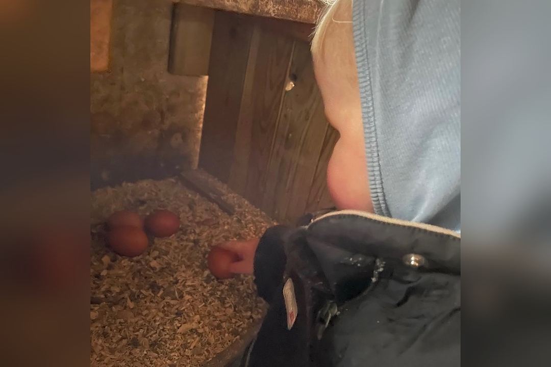 Barn der samler æg i reden