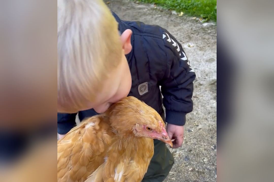Barn der holder om en høne