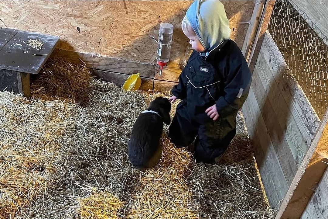 Barn der klapper en kanin i halmen inde i stalden